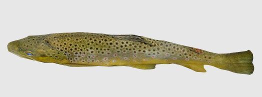 Trucha común, Salmo trutta