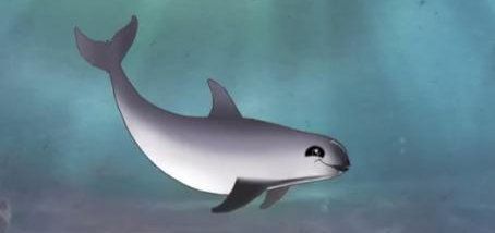 Animales raros; Vaquita marina, Phocoena sinus