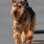 Welsh terrier, Terrier Galés