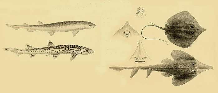 Clase Elasmobranquios, Elasmobranchii