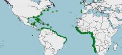 Distribución del Tarpón, Megalops atlanticus