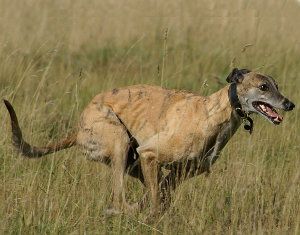 Galgo inglés, Greyhound