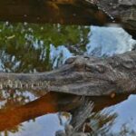 Gavial Malayo, Tomistoma schlegelii