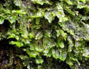 Hepáticas, marchantiofitas