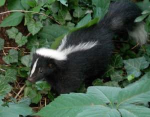 Mofeta rayada, Mephitis mephitis, características y ciclo biológico