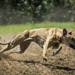 Perros galgos