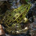 Rana verde europea, Pelophylax lessonae