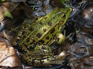 Rana verde europea, Pelophylax lessonae