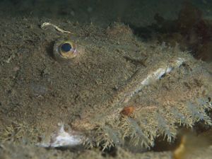 Rape, Lophius piscatorius, pez bentónico con aspecto muy singular