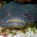 Sanopus splendidus, pez sapo magnífico
