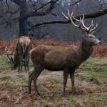 Venado, ciervo común o rojo, Cervus elaphus