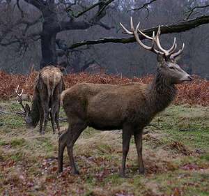 Venado, ciervo común o rojo, Cervus elaphus