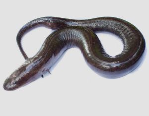 Amphiuma means, salamandra de dos dedos