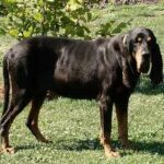 Black And Tan Coonhound