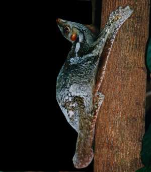 Lémur volador, Galeopterus variegatus, un mamífero muy especial