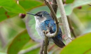 Zunzuncito, el pájaro más pequeño del mundo, Mellisuga helenae