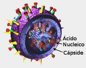 Virus, definición, estructura y ciclo biológico