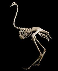 Aparato locomotor de las aves, aspectos generales