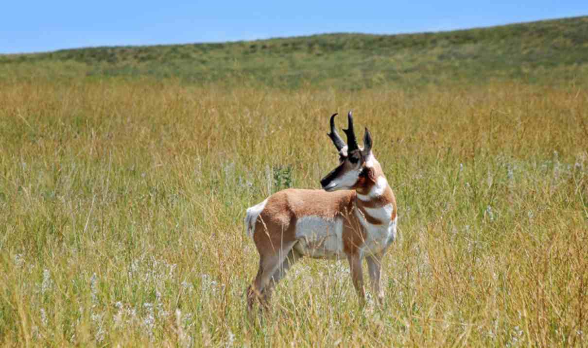 Artiodáctilos, Orden Artiodactyla, características, evolución y clasificación