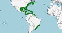 Distribución de Polymixia lowei