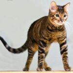 Gato raza toyger