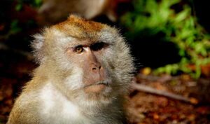 Orden primates, características, evolución y su clasificación