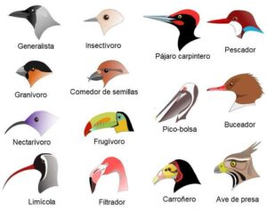 Pico de las aves y sus adaptaciones, generalistas y especialistas
