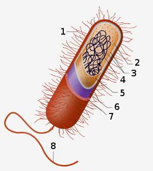 Célula procariota, características y estructura