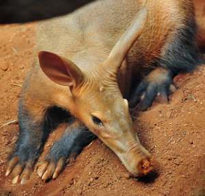 Cerdo hormiguero, Orycteropus afer