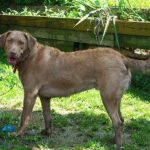 Chesapeake bay retriever