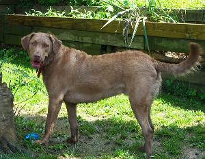 Chesapeake bay retriever, Retriever de Chesapeake