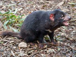 Demonio de tasmania, el marsupial diablo Sarcophilus harrisii