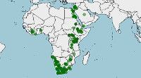 Distribución de Procavia capensis, damán de las rocas, damán roquero