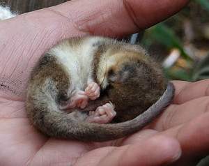 Dromiciops gliroides, el pequeño monito de monte