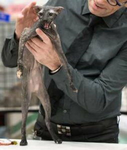 El misterioso gato levkoy proveniente de Ucrania