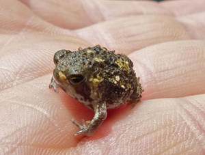 Rana de lluvia de Bushveld – Breviceps adspersus