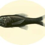 Scopelogadus mizolepis