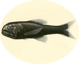 Scopelogadus mizolepis