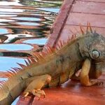 Anatomía de la iguana