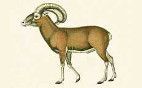 Artiodactyla