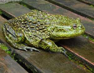 Calyptocephalella gayi – Rana grande de Chile