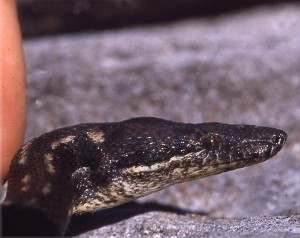 Casarea dussumieri – Boa de tierra de Isla redonda