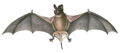 Chiroptera