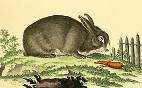 Lagomorpha