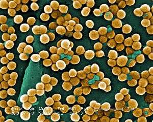 Staphylococcus