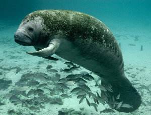 Manatí del Caribe – Trichechus manatus