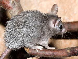 Acomys cahirinus, ratón espinoso del Cairo o egipcio