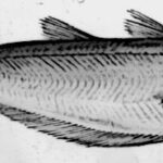 Bacaladilla, micromesistius poutassou