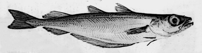 Bacaladilla, Micromesistius poutassou