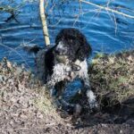 Barbet, perro de agua francés